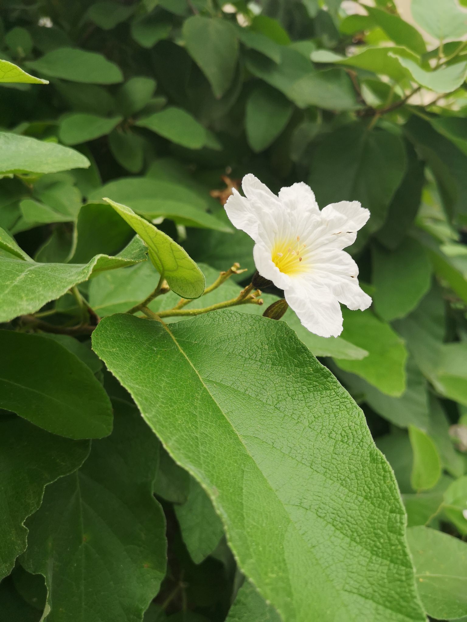 Lithocardium boissieri